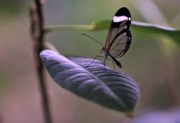 Resting On A Leaf
