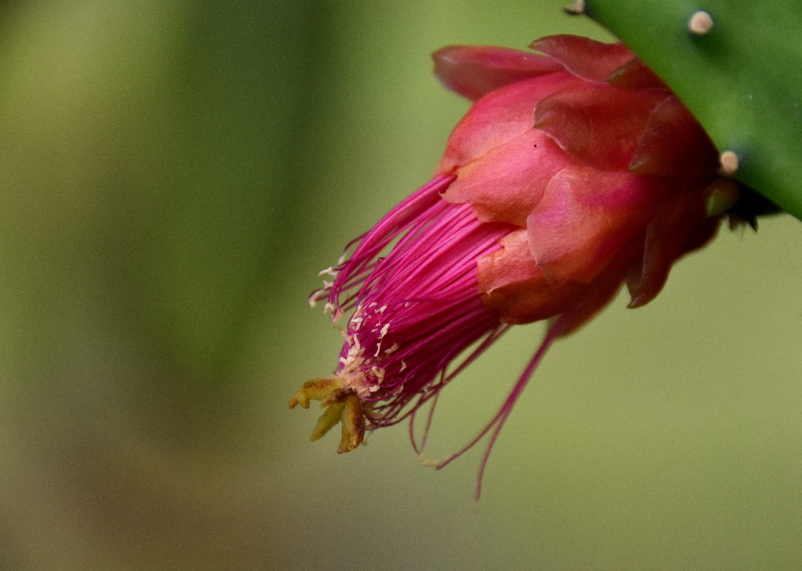 Cactus flower