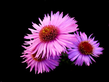 BLÜTEN