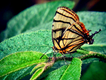 Mini Butterfly 
