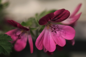 Pink....