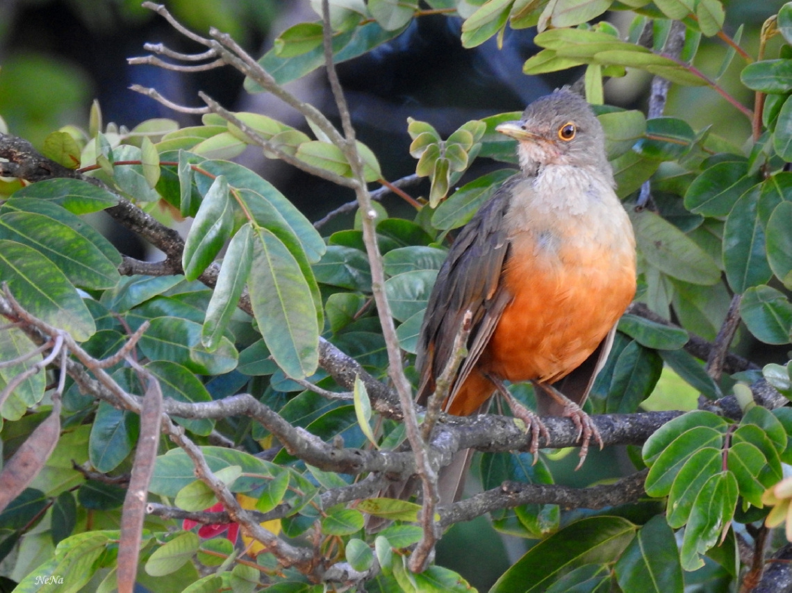 In the Tree