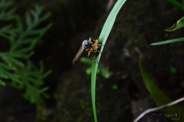 robber fly with prey