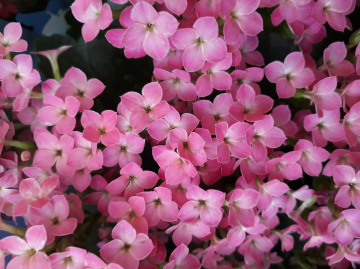 Fortune Flowers