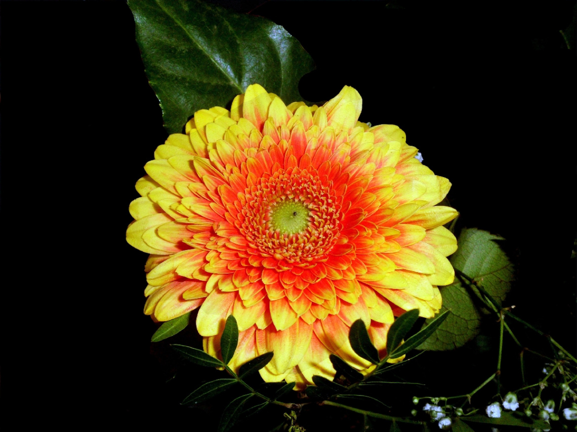BLÜTE