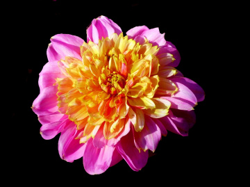 BLÜTE