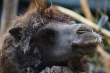 Camel moment ...