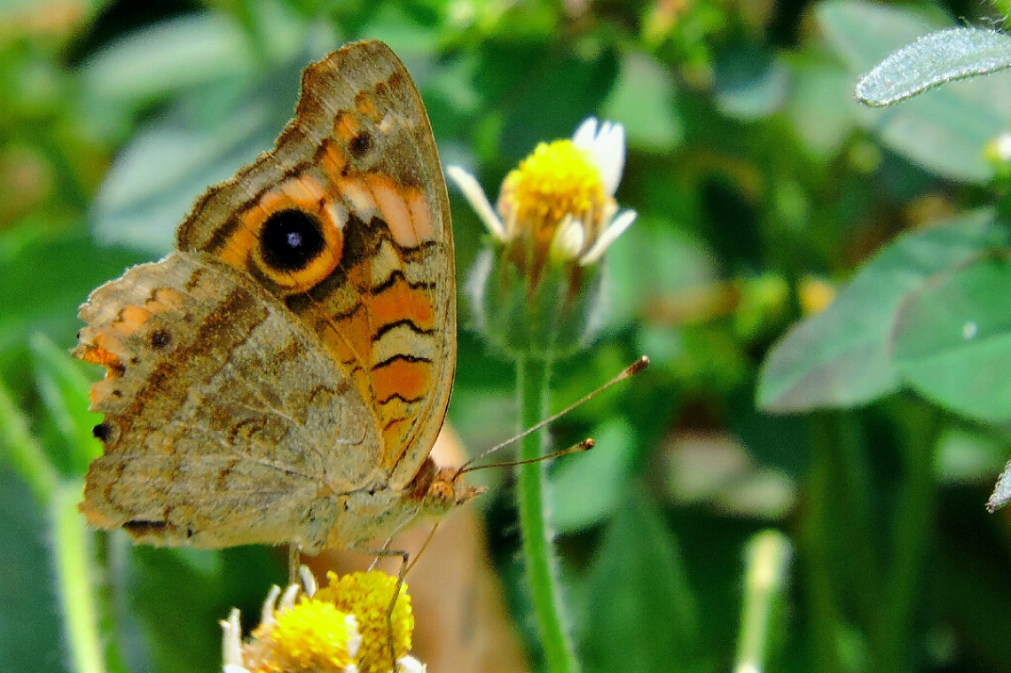 Borboleta 