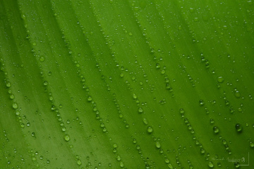 dew drops