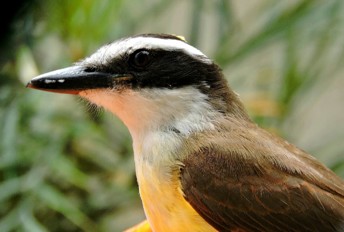 Bem-te-vi