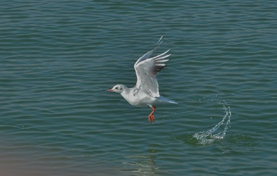 Fly away