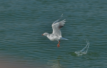 Fly away