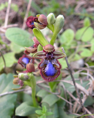 Ophrys speculum 