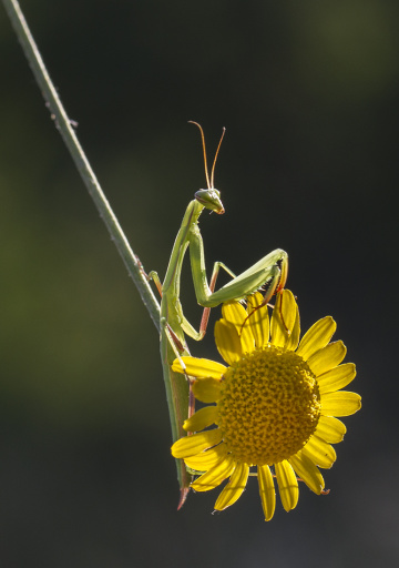 Mantis-Peygamber Devesi ve Sarı Papatya