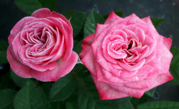 Mini Roses