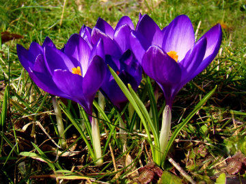 BLÜTEN