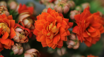 Orange.....
