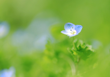 Small spring