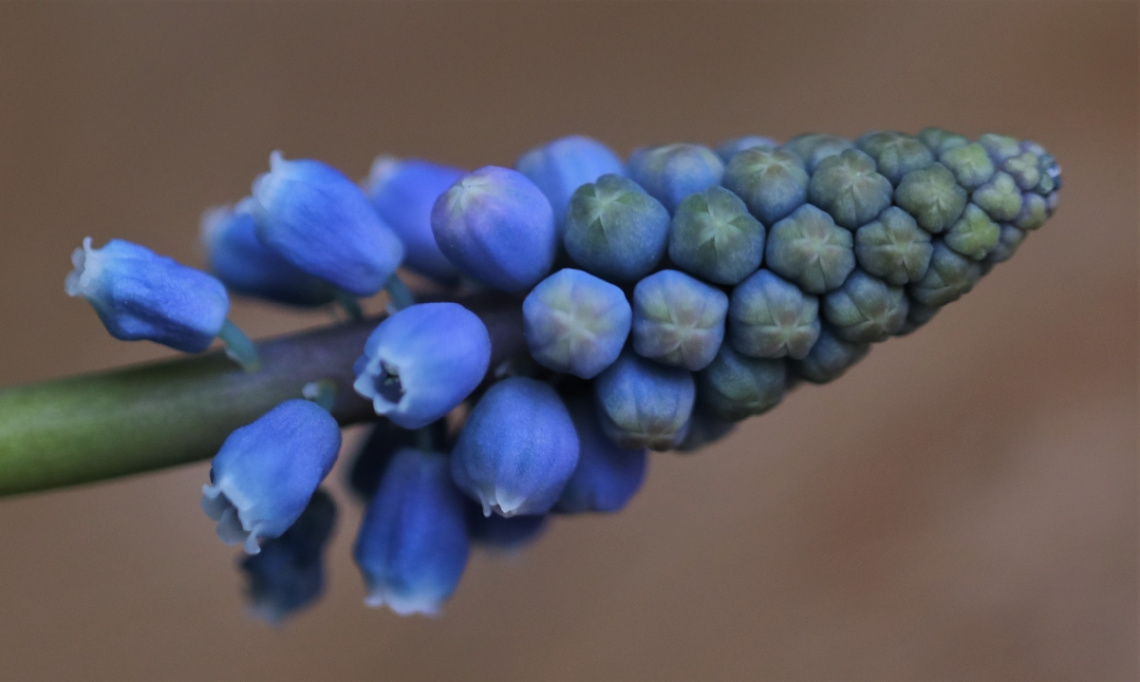 Many blue....
