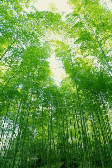Bamboo