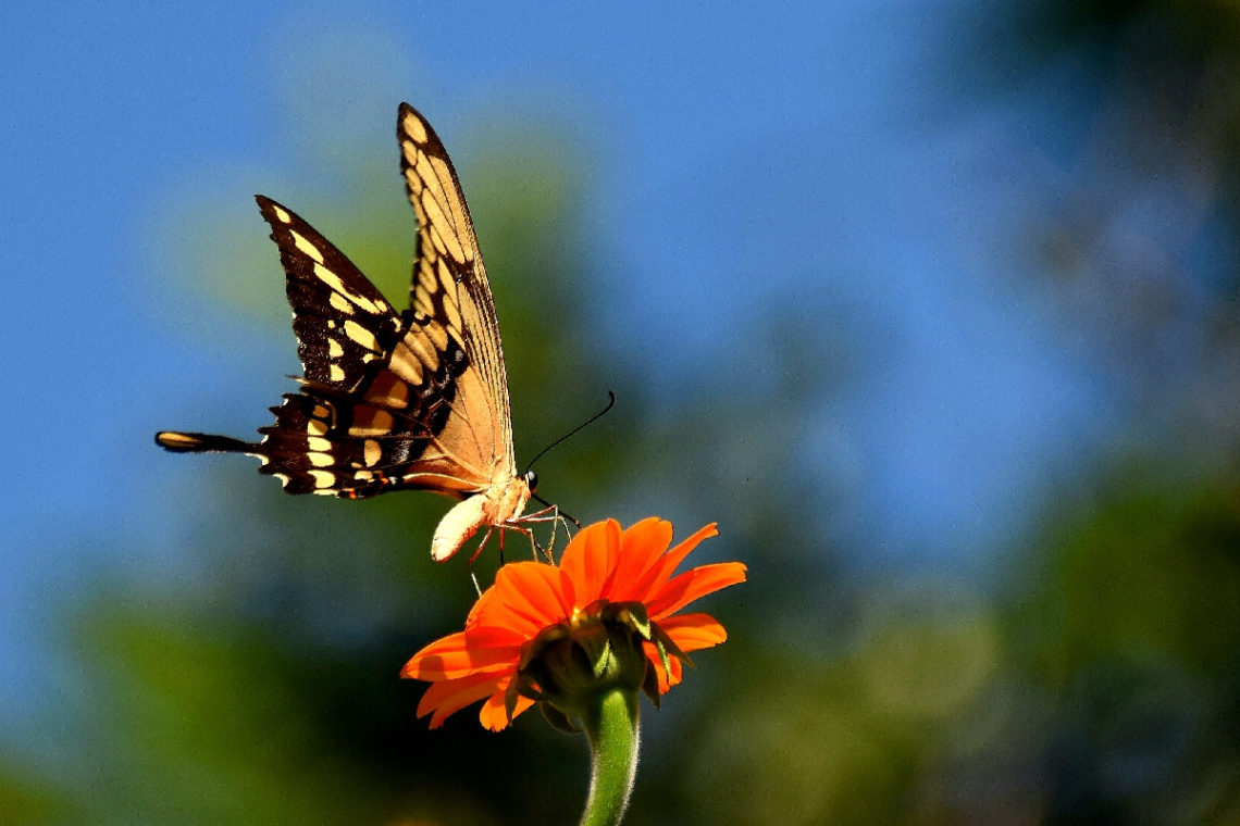 Borboleta 
