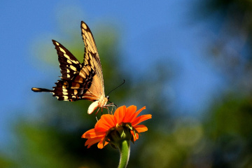 Borboleta 