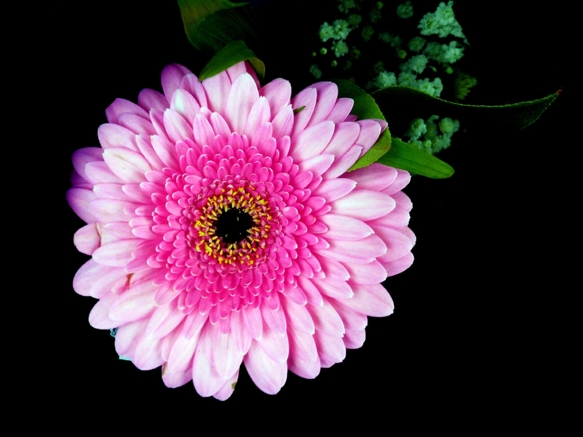 BLÜTE