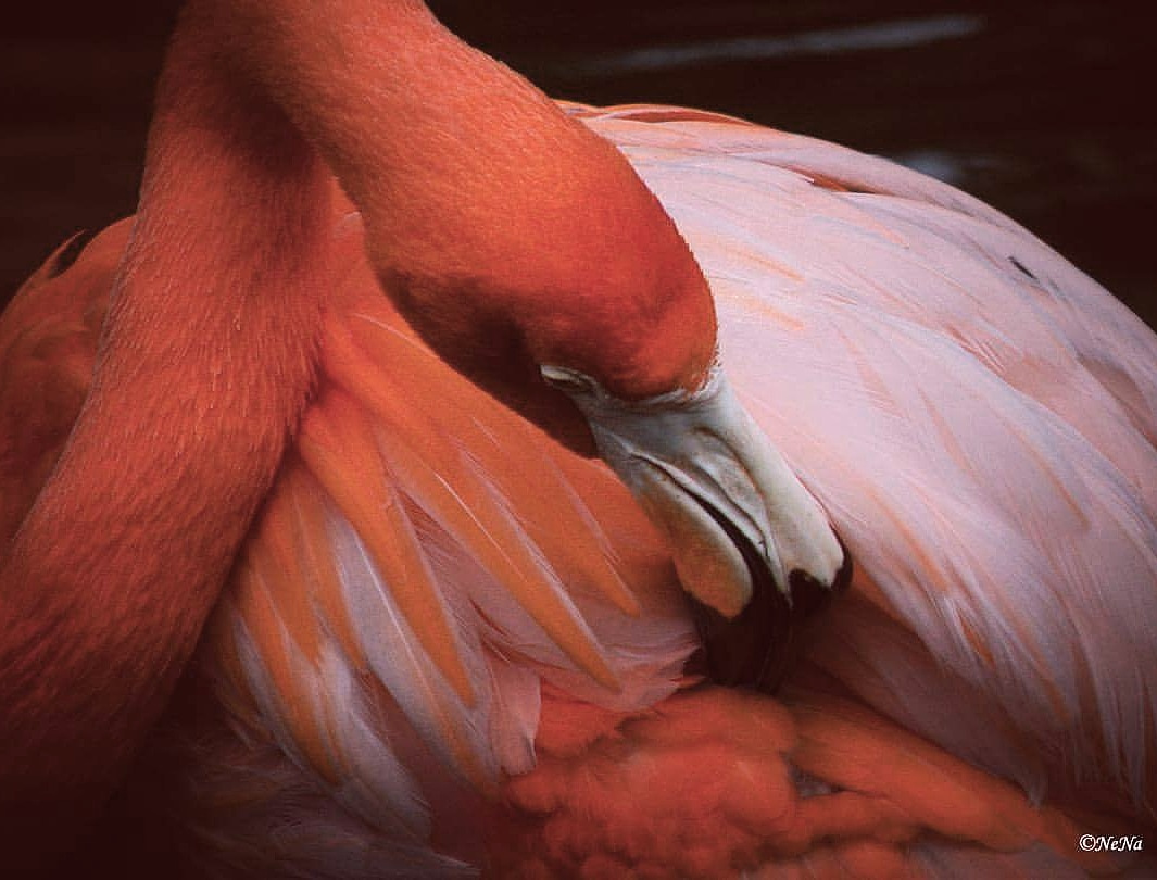 Flamingo