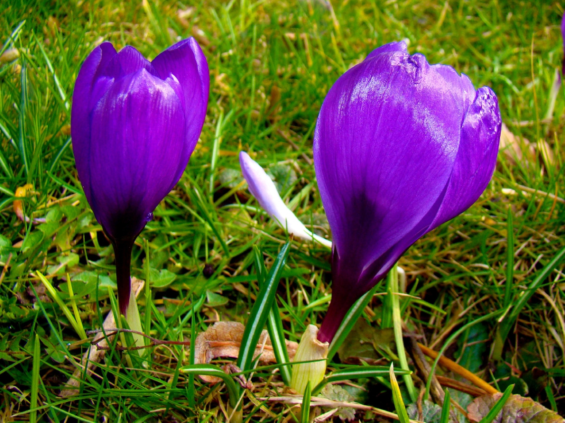 BLÜTEN
