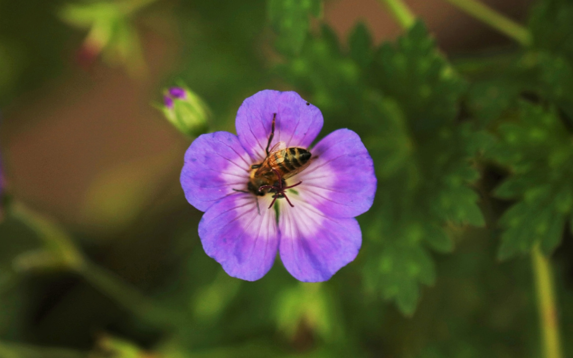Visit from an insect ....