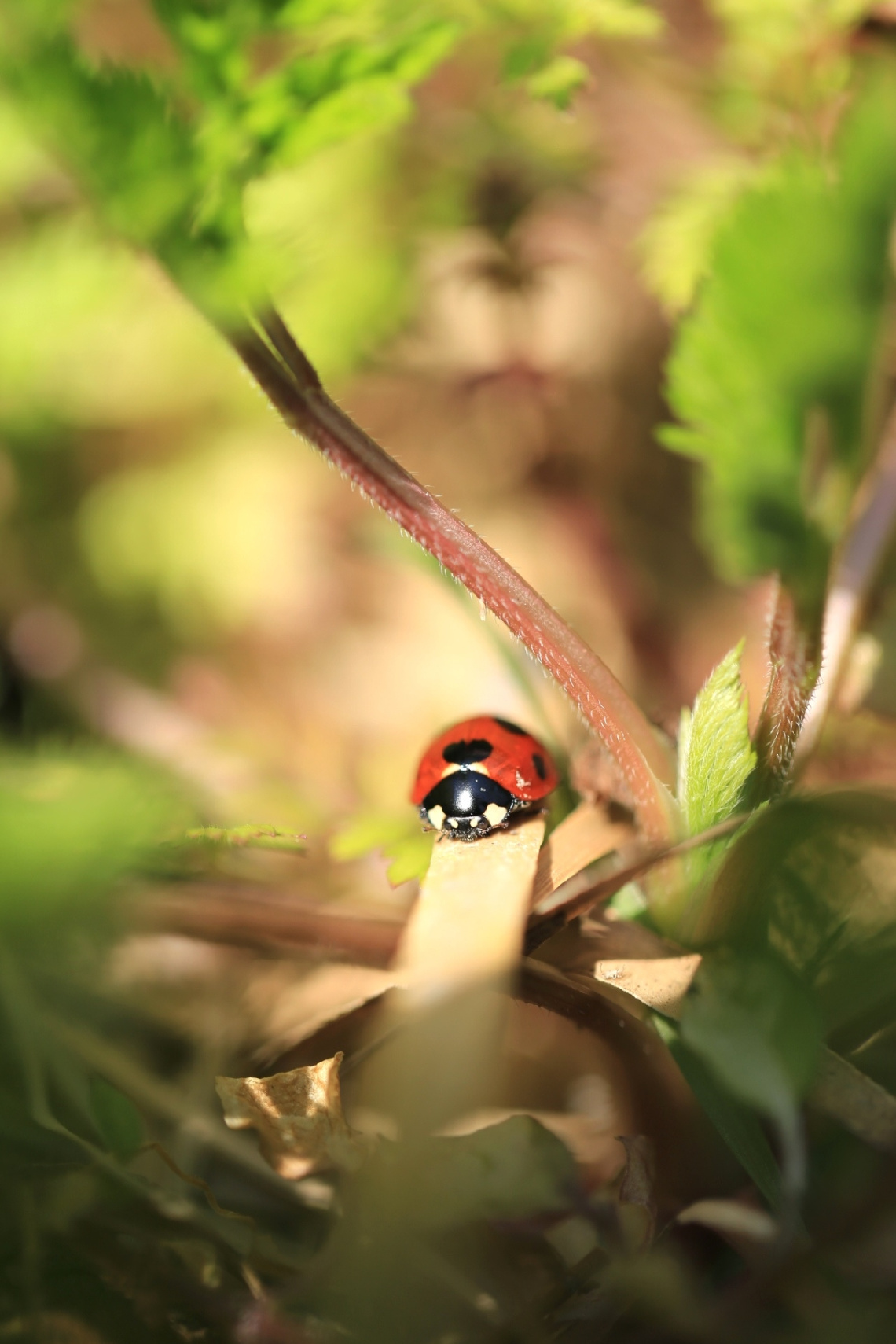 Ladybug