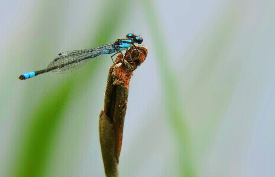 Delicate 