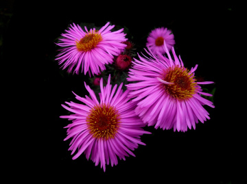 BLÜTEN