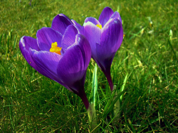 BLÜTEN