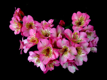 BLÜTEN