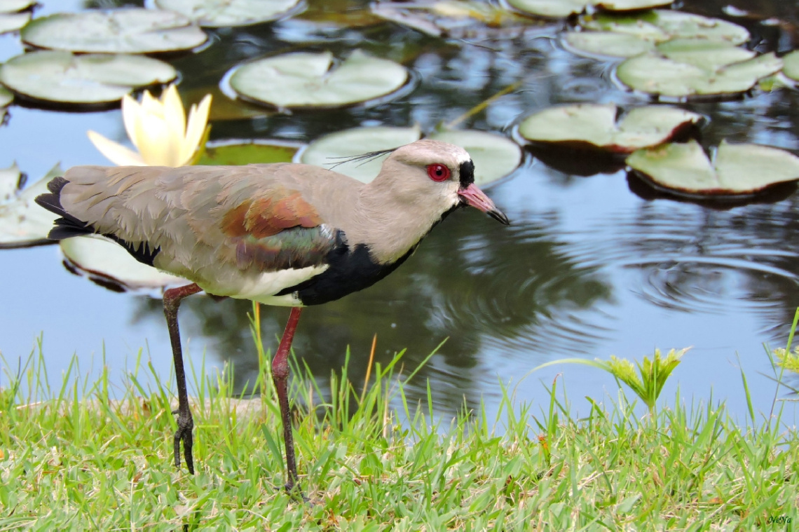 Vanellus chilensis