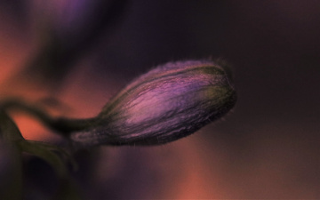 Orchid detail....