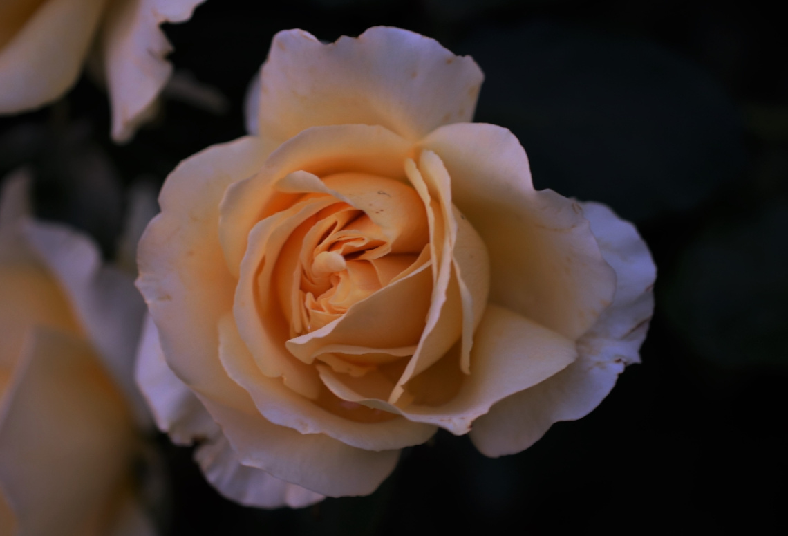 One 