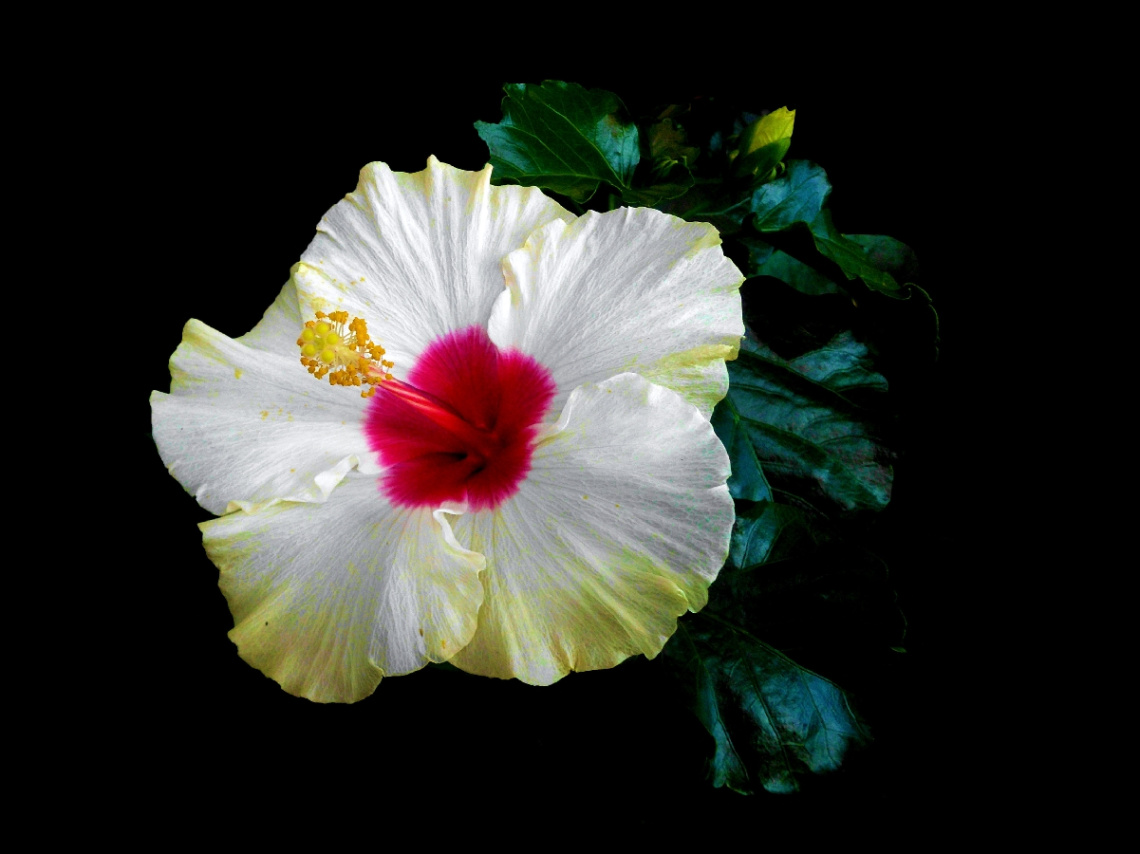 BLÜTE