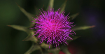 Pink....