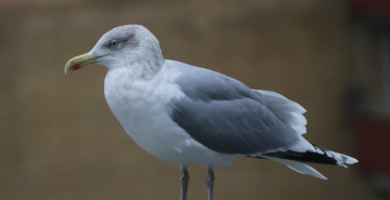 Seagull visit ....