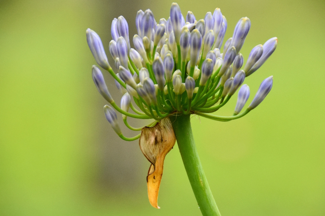 Agaphanthus