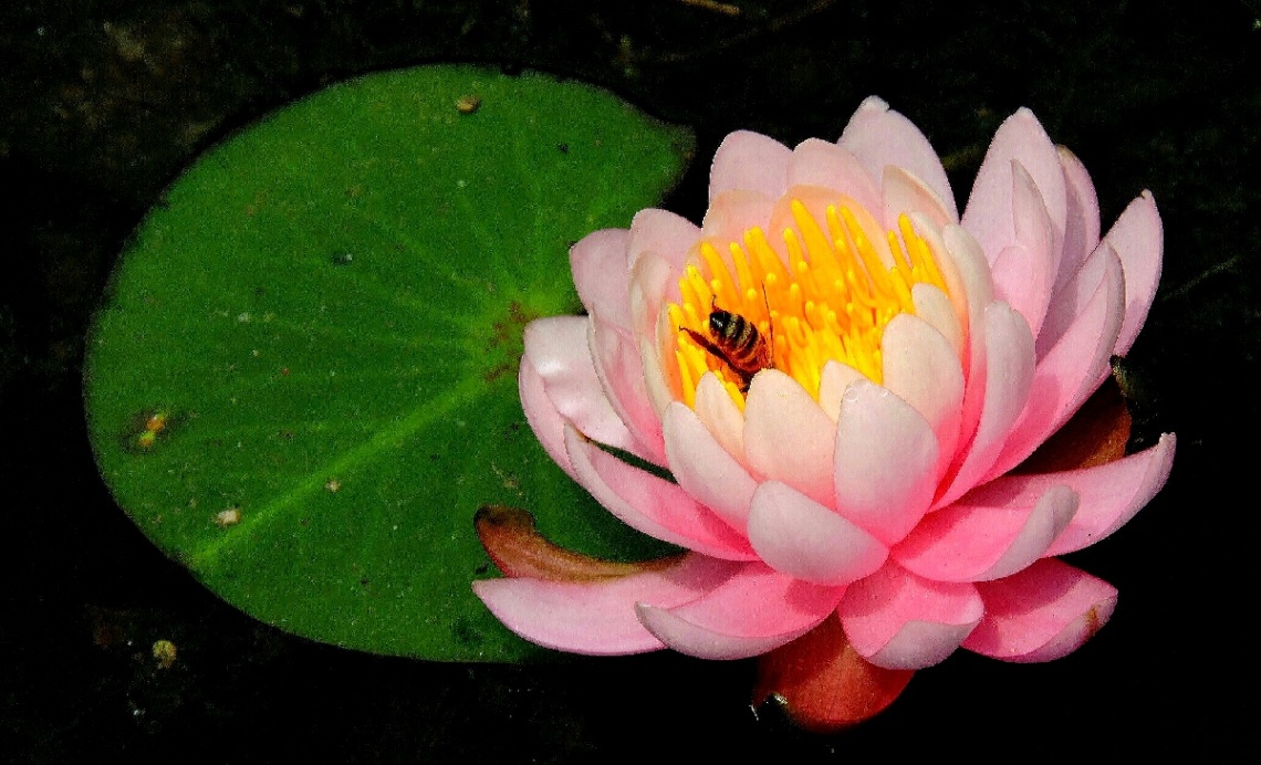Nymphae 