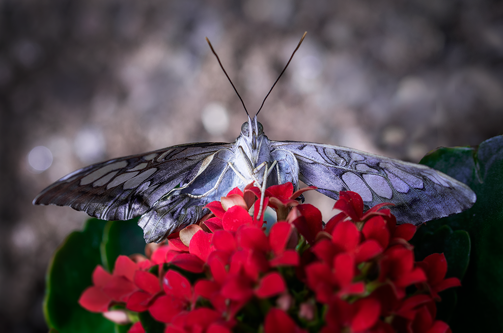 Tropical Butterfly 