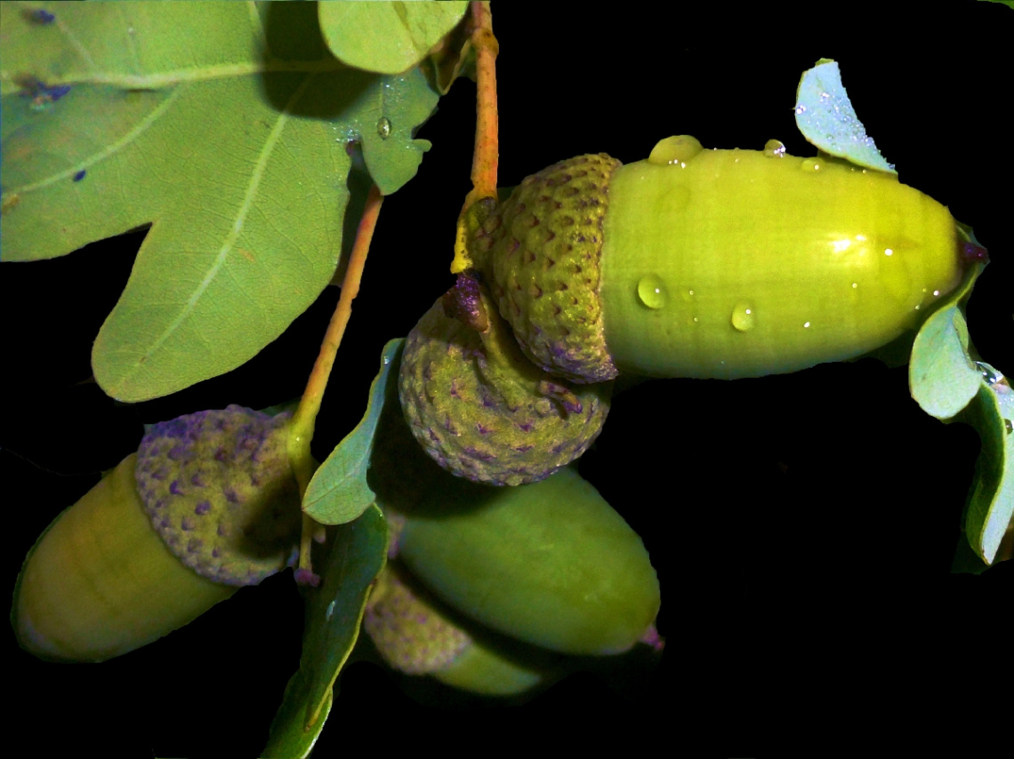 REGENTROPFEN