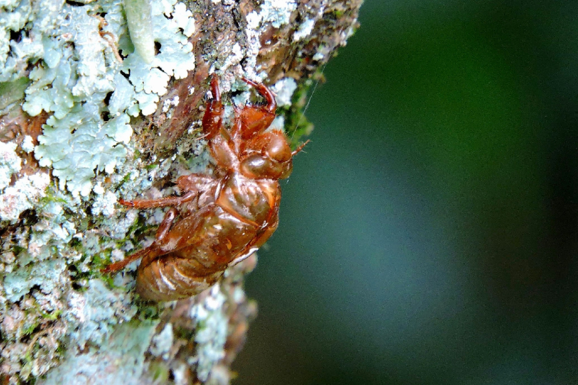 Cicada skin