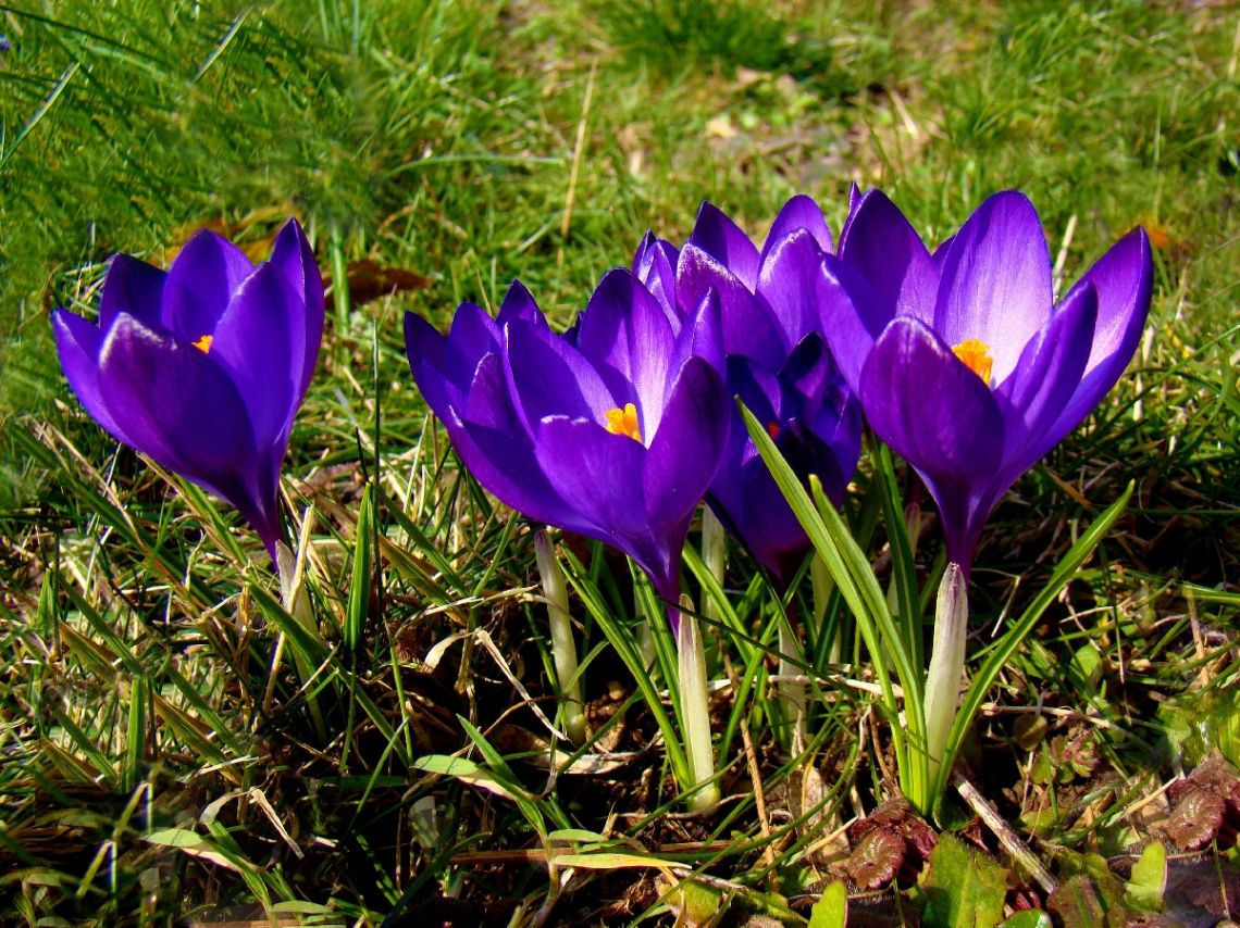 BLÜTEN