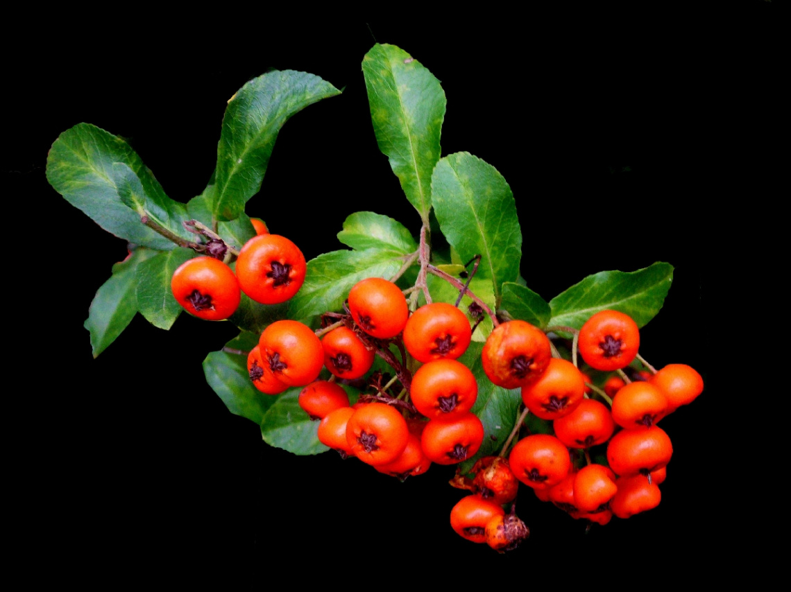 BEEREN