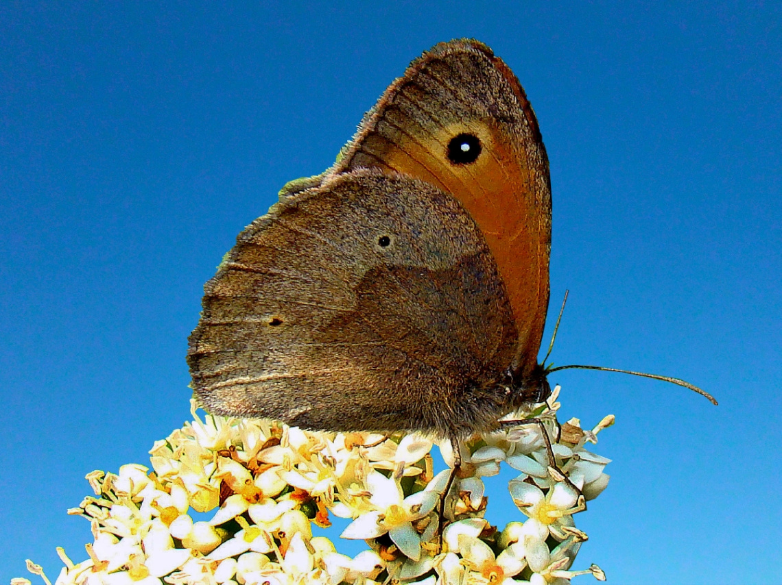 SCHMETTERLING
