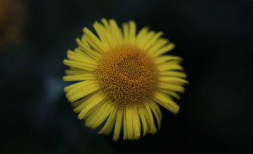 Sunshine ...